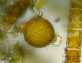 Melosira varians